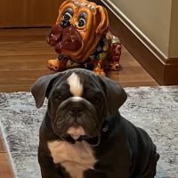 Burlington Veterinary Center ico