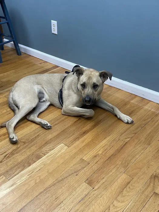 Burlington Veterinary Center Picture 4