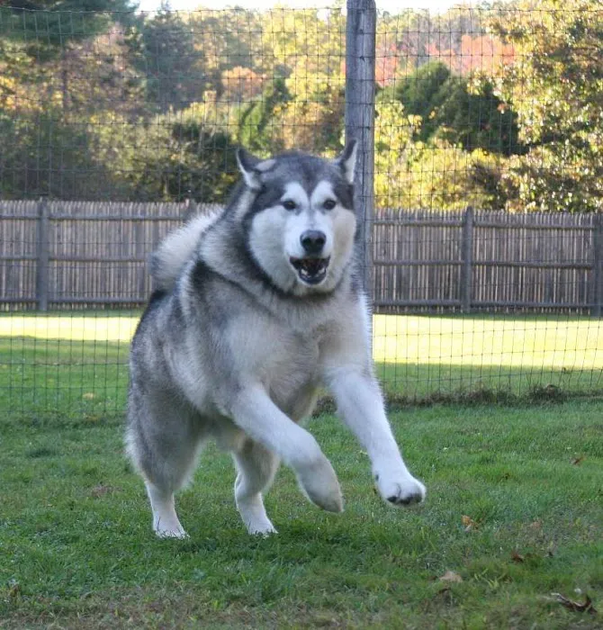 Burlington Veterinary Center Picture 5
