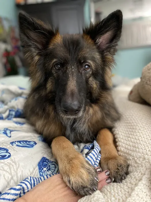 Burlington Veterinary Center Picture 9