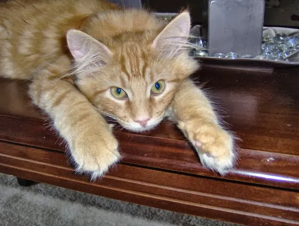 Burlington Veterinary Center Picture 8