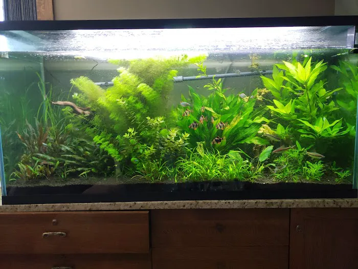 Aquariums Done Wright (Aquarium Service) Picture 2