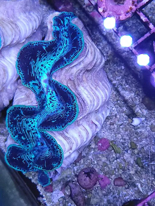 Aquariums Done Wright (Aquarium Service) Picture 3