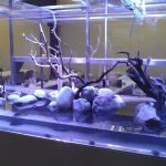 Aquariums Done Wright (Aquarium Service)