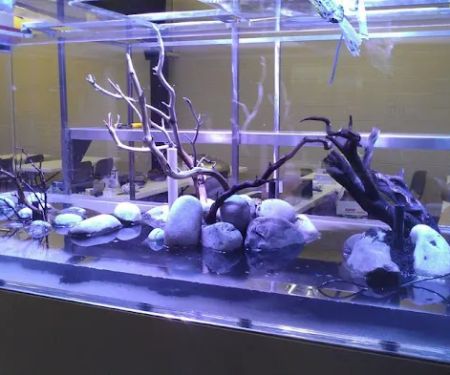 Aquariums Done Wright (Aquarium Service)