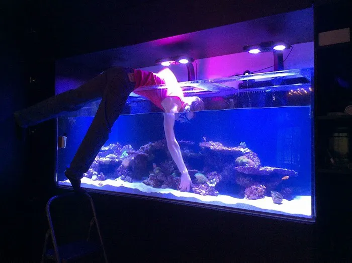 Aquariums Done Wright (Aquarium Service) Picture 5