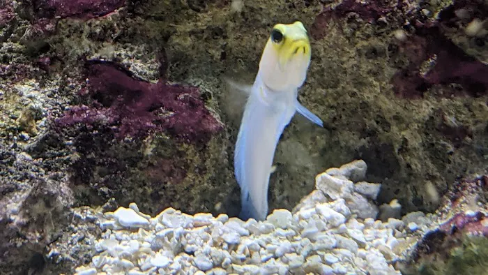 Aquariums Done Wright (Aquarium Service) Picture 4