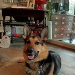 Home Veterinary Services
