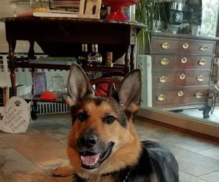 Home Veterinary Services