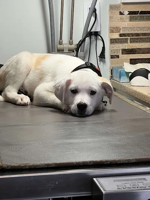 Home Veterinary Services Picture 3