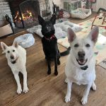Trumbull Animal Hospital