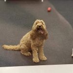 Kriser's Natural Pet