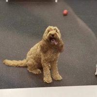 Kriser's Natural Pet ico