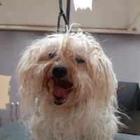 Reid Veterinary Center ico