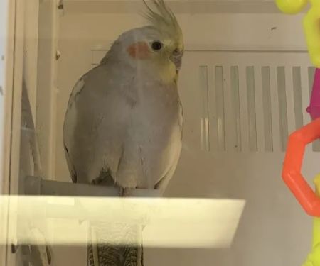 Petco
