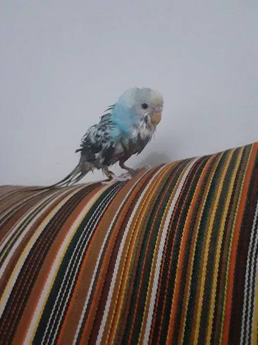 Jules Pet Shop Picture 3