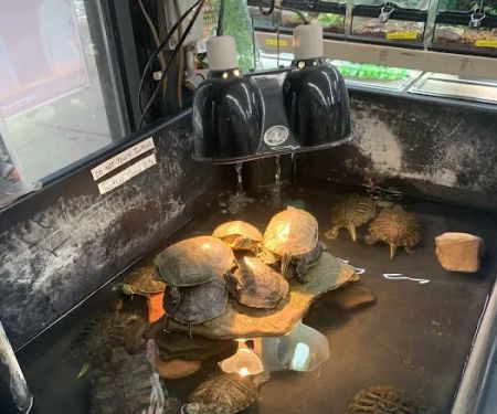 Jules Pet Shop