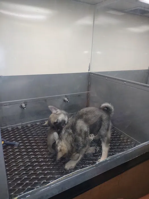 Pat's Pets Picture 4