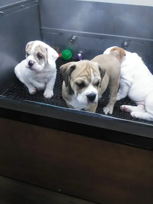 Pat's Pets Picture 6