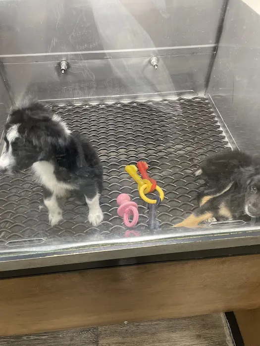 Pat's Pets Picture 2