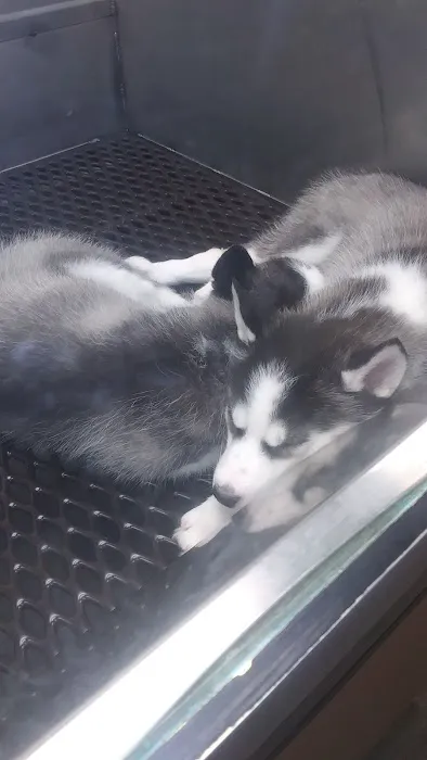 Pat's Pets Picture 7