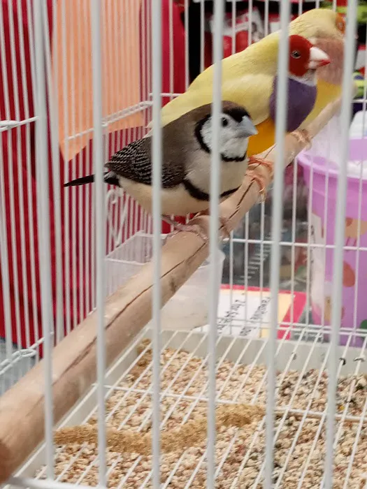 Pat's Pets Picture 3