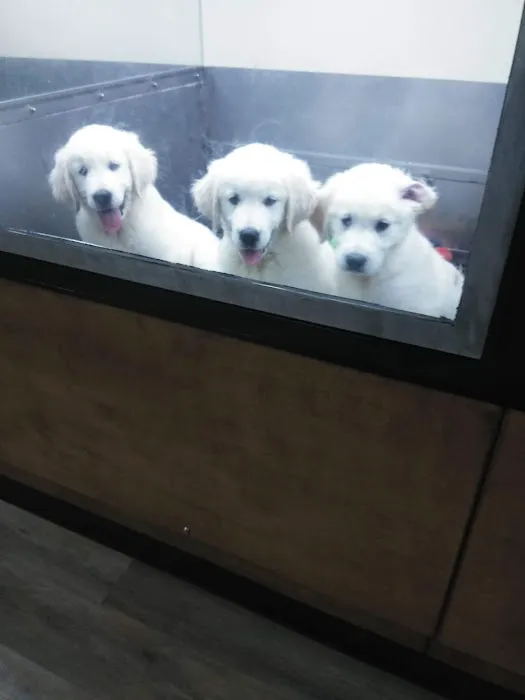 Pat's Pets Picture 5