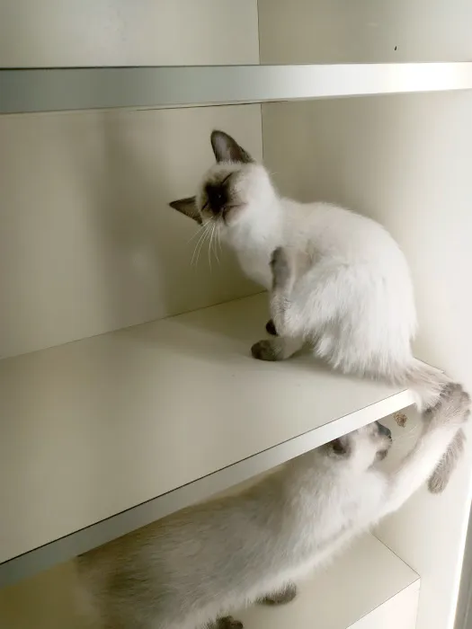 Pat's Pets Picture 9