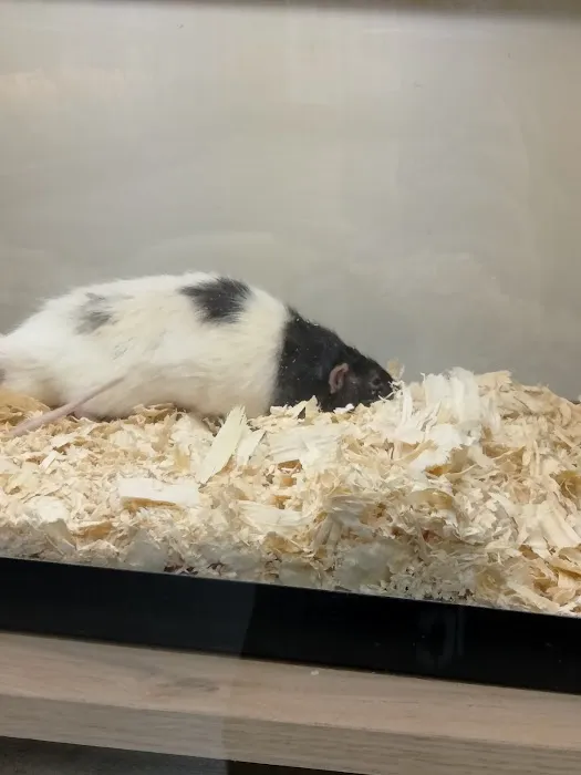 Pat's Pets Picture 10