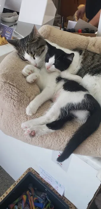 Kitty Citty Shoppe Picture 5