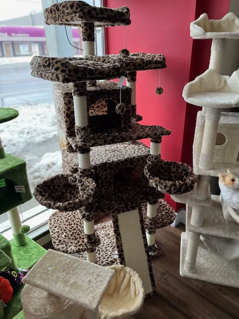 Kitty Citty Shoppe Picture 2