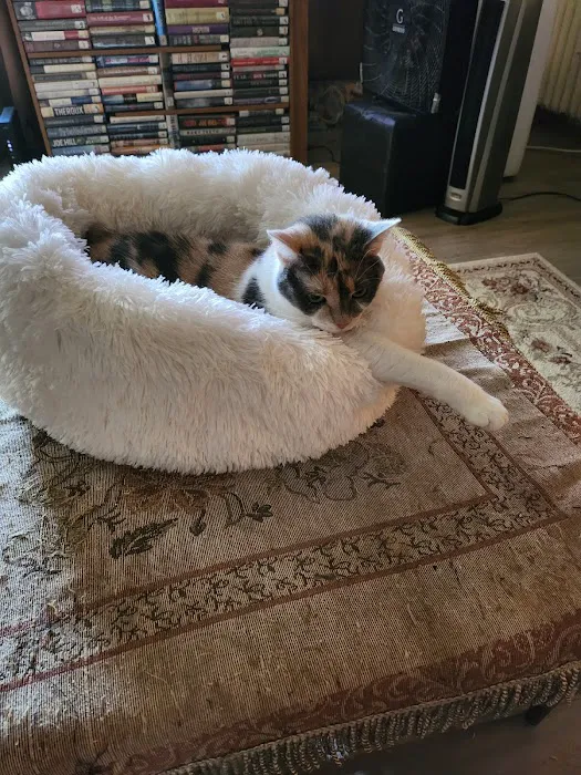 Kitty Citty Shoppe Picture 3