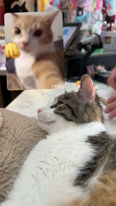 Kitty Citty Shoppe Picture 7