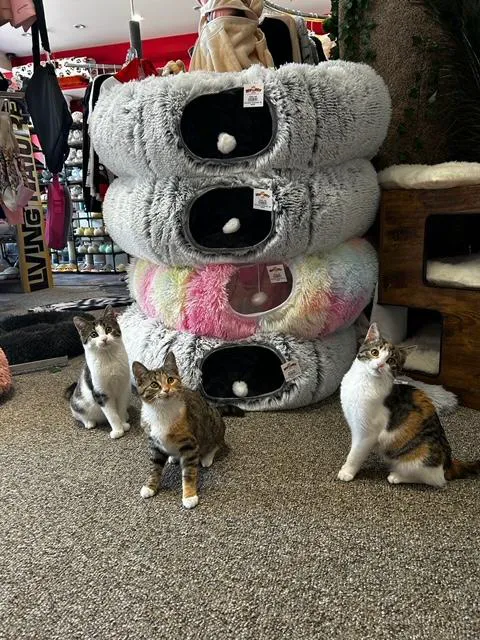 Kitty Citty Shoppe Picture 6