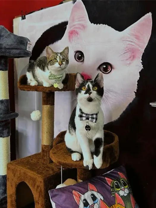 Kitty Citty Shoppe Picture 9