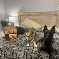 Butcher's Bounty Pet Treats ico