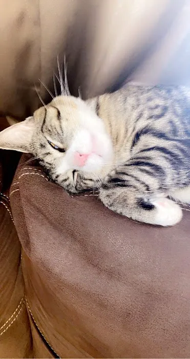 Value Pet Vet Picture 2