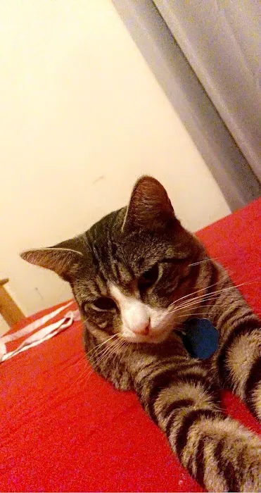 Value Pet Vet Picture 4