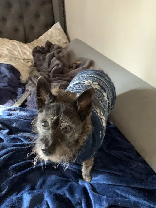 Value Pet Vet Picture 8