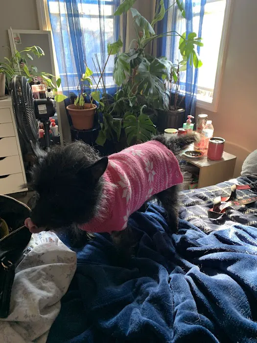 Value Pet Vet Picture 7