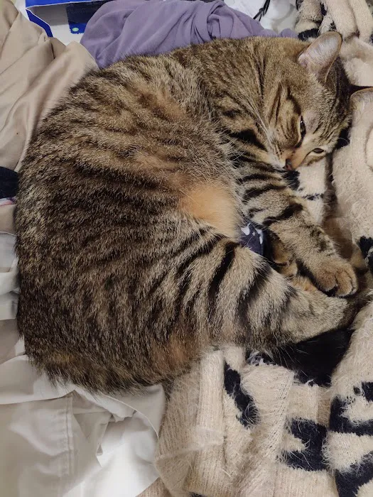 Value Pet Vet Picture 3