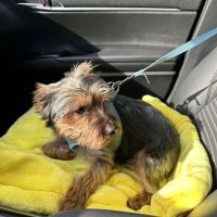 Nutmeg Spay/Neuter Clinic ico