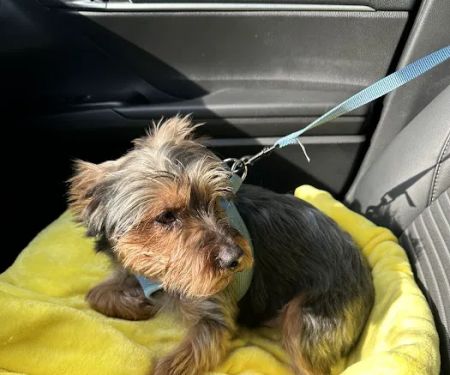 Nutmeg Spay/Neuter Clinic