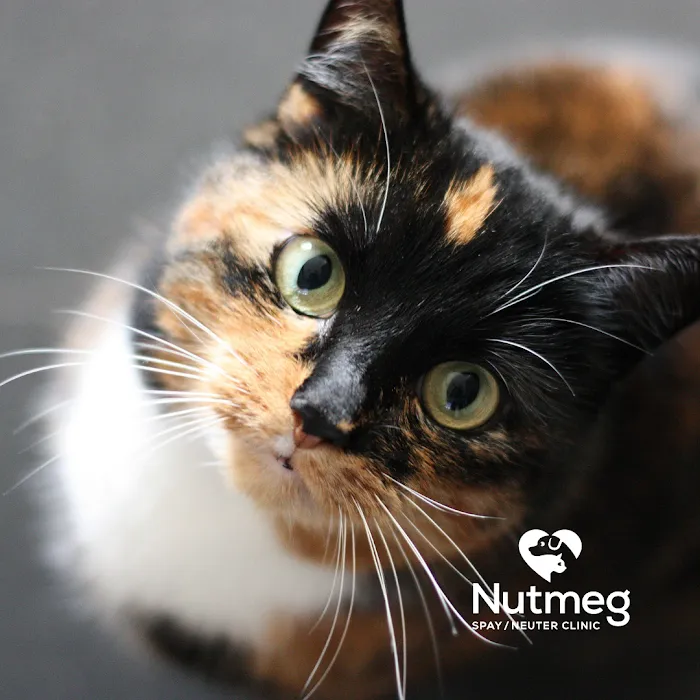 Nutmeg Spay/Neuter Clinic Picture 2