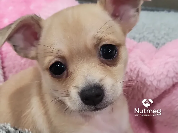 Nutmeg Spay/Neuter Clinic Picture 5