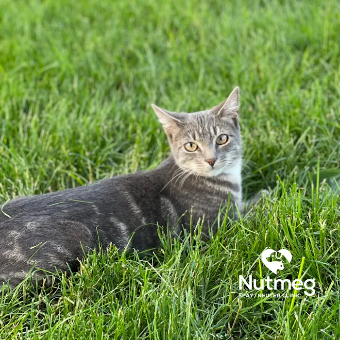 Nutmeg Spay/Neuter Clinic Picture 4