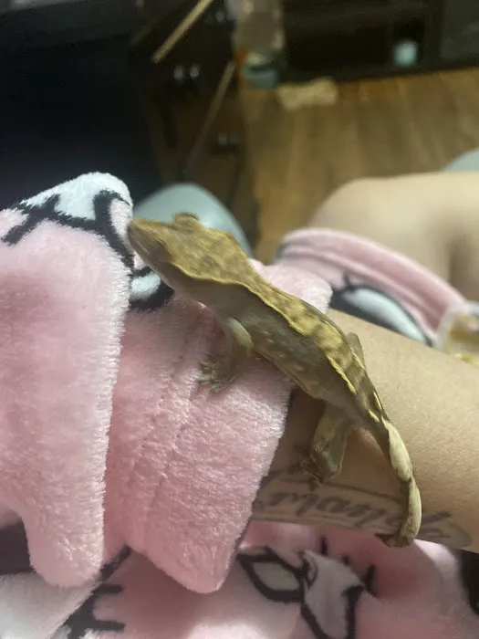 Pets Burg Picture 5