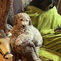 Bridgeport Veterinary Hospital ico