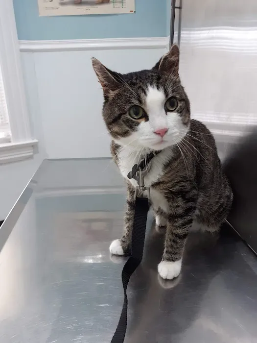 Bridgeport Veterinary Hospital Picture 4