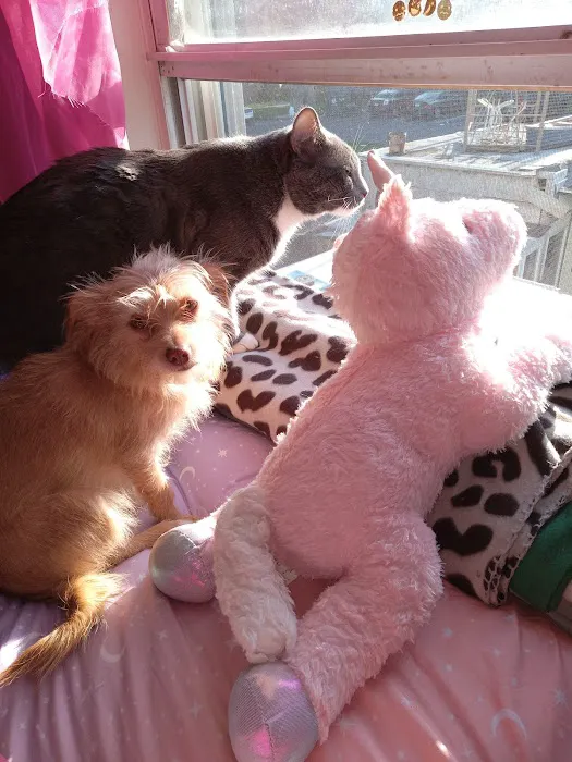 Bridgeport Veterinary Hospital Picture 10